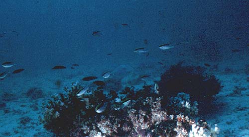 Small fish swimming over a shallow reef can easily be imitated by artificial flies.