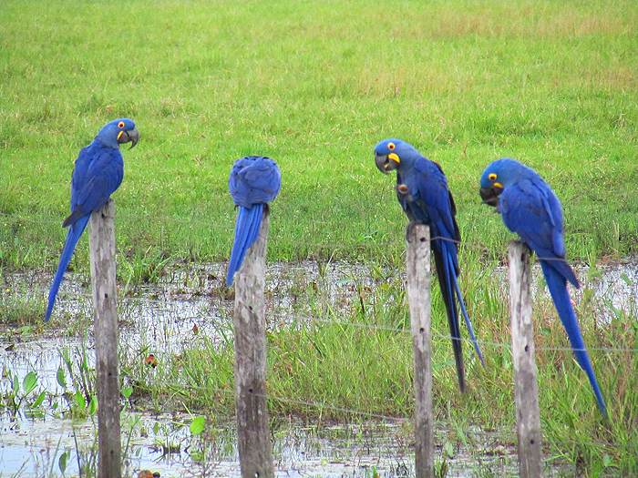 These beautiful birds are relatively common in the Pantanal.