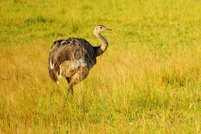 A South American version of the ostrich.