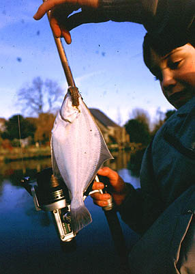 Even quite large plaice, flounders, dabs and soles require smallish hooks.