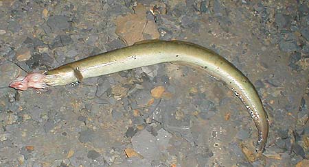 Eels have large mouths and this one had no trouble getting hold of a 4/0 hook intended for bass.
