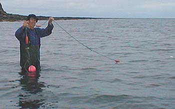 These nets are often set very close to the shore.  Not only do they affect bass stocks and interfere with angling but they trap many crabs and small fish as they hang loosely in the shallow water.  A four pound mullet became caught by the lips shortly after I took this picture.