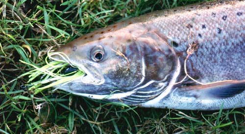 Salmon stocks are now so low that many anglers have resorted to catch and release fishing.