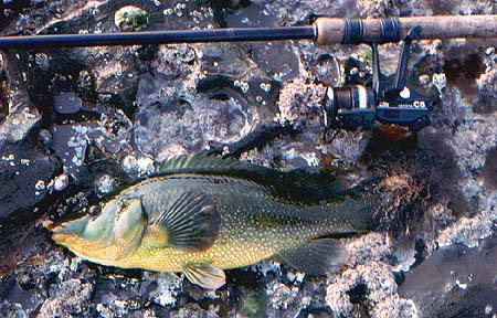 Note the faint pale stripe along the flanks of this fish.