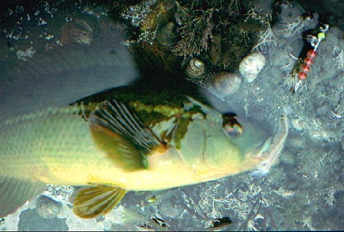 The pale stripe is very pronounced on this fish.