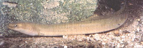A long, thin fish, adapted for burrowing - just like the young lamprey - the eel has only one gill opening.