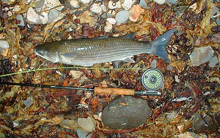 The larger fish tend to feed at the surface.