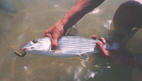 Some bonefish flats are exclusively for fly fishing.  Elsewhere other methods are not encouraged.
