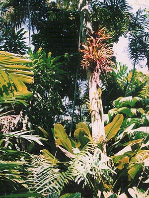 In Queensland several metres of rain per year generate lush growths of plants.