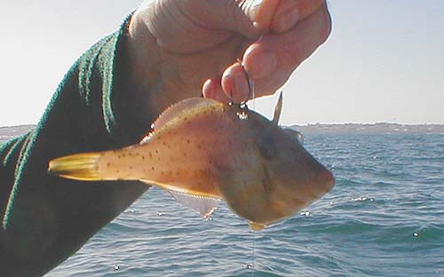 A type of triggerfish with a tough skin (at least my hook was sharp).