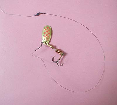 The swivel of the wire trace is attached to the braid by a Palomar knot.  Again the lure is clipped on.  This trace has landed four pike in an hour's fishing  and is due for a change.