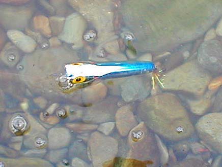 You need instant firm contact to hook fish taking a stationary Bug.  Changing to hooks to finer wire also helps.