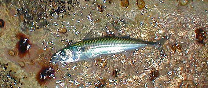 Seven of my first eight mackerel were on the white lure.