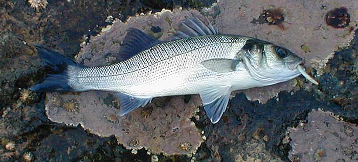 Bass are known to be keen on white lures (see Garrad - Sea Angling with the Baited Spoon.