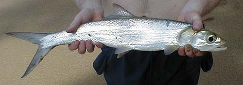 Ladyfish are among the fastest fish in the sea and they may be abundant off sandy beaches.