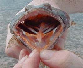 No matter how fast you wind lizardfish (sand divers) will grab the lure.