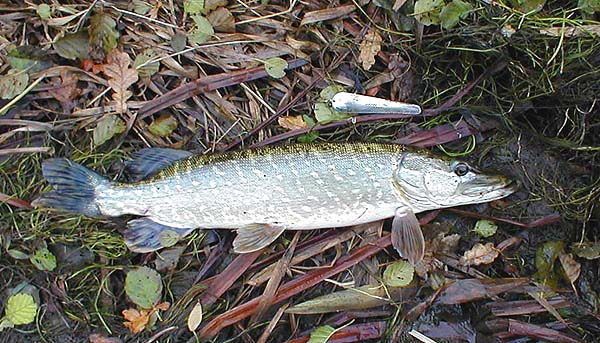 The spoon is almost an antique but still effective for pike.