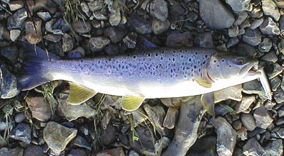 This year I had several big seatrout on a similar lure.