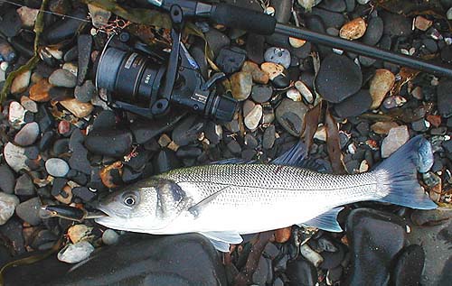 Even on lures fish may be deeply hooked.  If the hook is in the gills or the fish is bleeding badly it may be doomed and could be the one to keep.