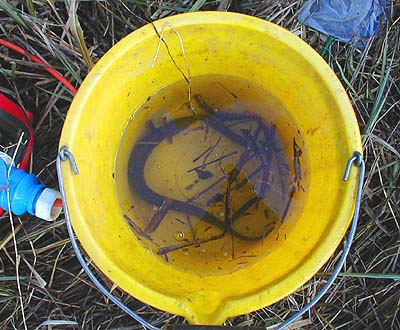 This one was electric fished.  Having long bodies eels are particularly susceptible to electric fishing.