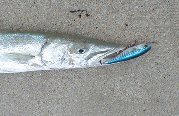 The teeth of this small barracuda are literally razor sharp. 