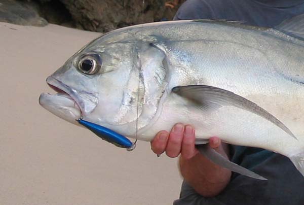 Jacks and other large tropical predators will test lures to the limit.  My friend Alan Vaughan recently had both split rings pulled off a lure like this after a long battle.
