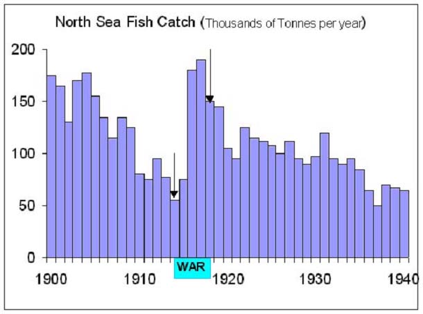 When North Sea fishing effort reduced, during the Great War, fish stocks increased enormously.