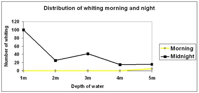 Whiting were most abundant in shallow water at night.
