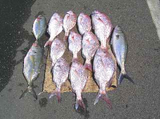 The fish to the right is a kahawai, those to the left are trevally (jacks) and the nice pink ones in the middle are snapper - all were caught by Mark on squid.