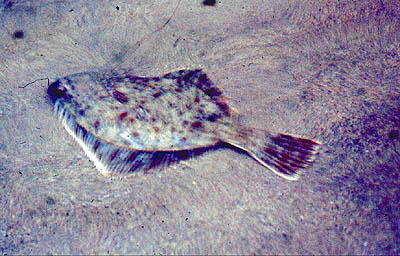 I spent many hours catching flounders in my youth and I still think that they are wonderful fish.
