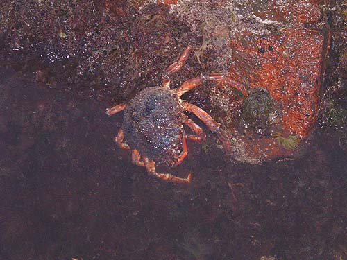 These large crabs sometimes creep on rocks at the waters edge when the tide is out..