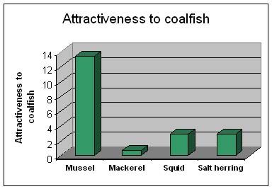 Mussel attracted many more coalfish.