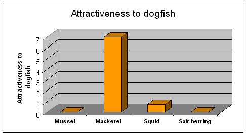 Dogfish found mackerel bait the most attractive.