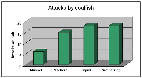 Squid and salted herring were the coalfish's favourites.
