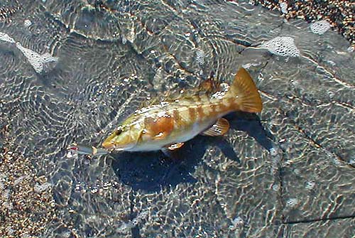 When it's calm, clear and sunny, it may be possible to catch lots of wrasse on a suitable tide.