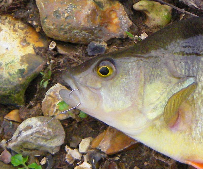 This perch is typical of circle hooking.