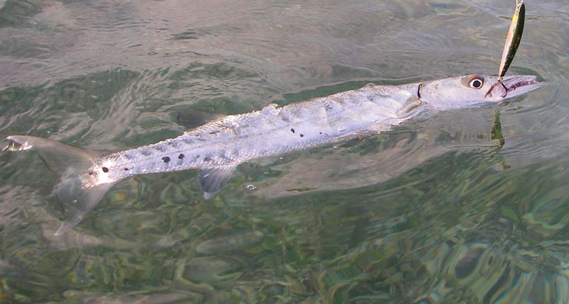 Another barracuda.  Steve's shallow diving  'bonefish' plug only has a tail treble.