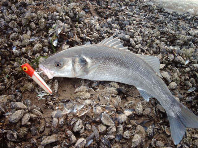 What a smashing fish!