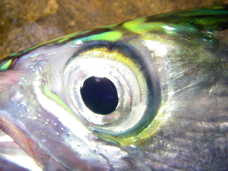 These eyes have a fast 'shutter speed'.  The eyes of mackerel are specially streamlined to avoid drag.
