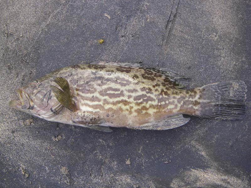 We only had one of this species but we saw large groupers which may have been this type.