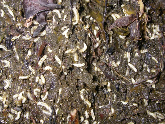 Maggots generated in seaweed middens resulting from storms a week before.  Groundbait galore!