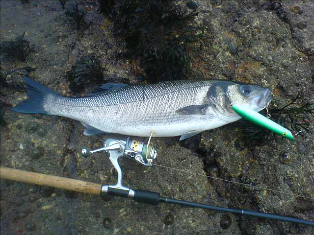 This one took the big (171mm) 'WTD' lure.