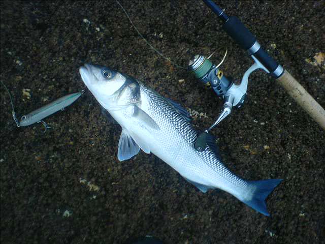 This one on a smaller surface 'WTD' lure..