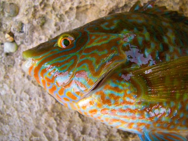 In years gone by I often found wrasse in bass stomachs.
