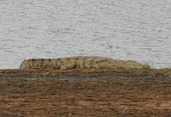 Crocs are usually either basking on the banks or lounging about in the water.