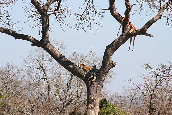 Typically the leopard has dragged its impala up a tree and is now having a rest.