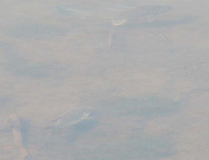 Even these vague pictures, taken from high on a bridge, show big fish (5kg+) of at least two species.