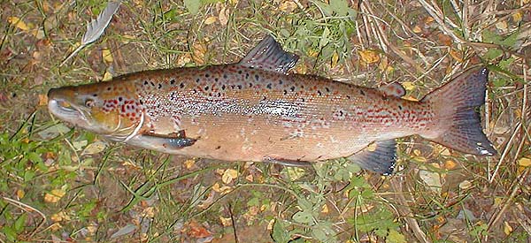 This very old picture of a big male salmon caught accidentally round about Christmas time is typical of fish species which can be near suicidal as spawning approaches.