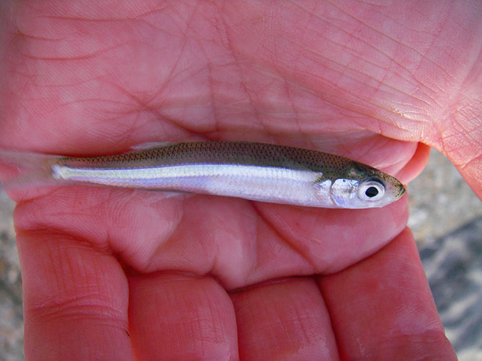 Note the typical purple irridescence found in many silvery, surface swimming species of fish.