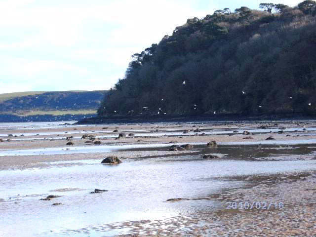 Gulls feeding on spawning ragworm.  I'd never looked for them but I shall now.